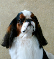 Maibee Orlando - English Toy Spaniel (B&PC)