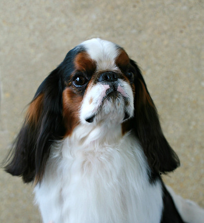 Maibee Orlando - English Toy Spaniel (B&PC)