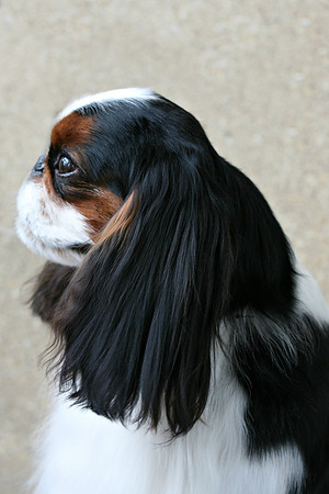 Maibee Orlando - English Toy Spaniel (B&PC)