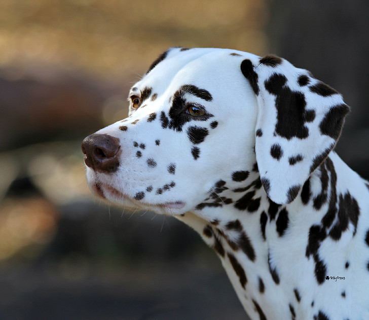 Dalmatian 2013 Top 20 Winner GCh/UKC Ch. Paisley Choco Chip Brownie Delite, RN - "Pauli"