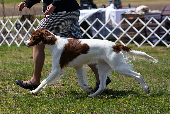 Irish Red and White Setter