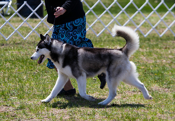 Siberian Husky