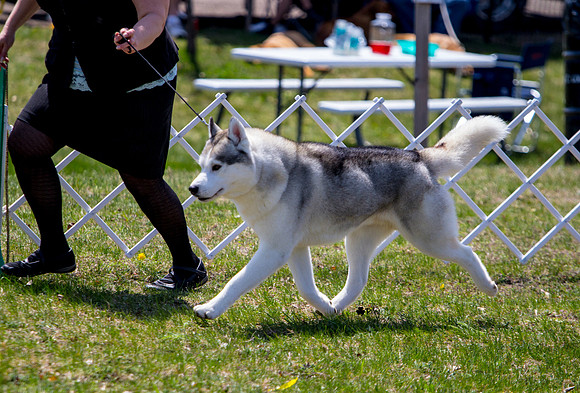 Siberian Husky