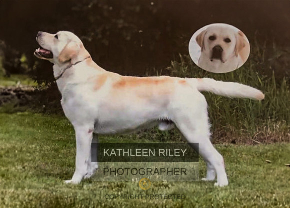 Yellow-Dog-Head-Insert