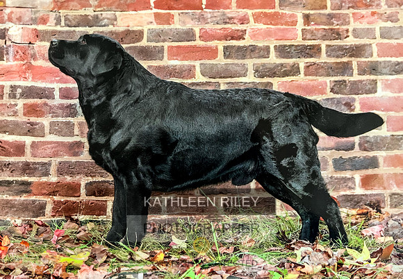 Black-Dog-Brick-Wall