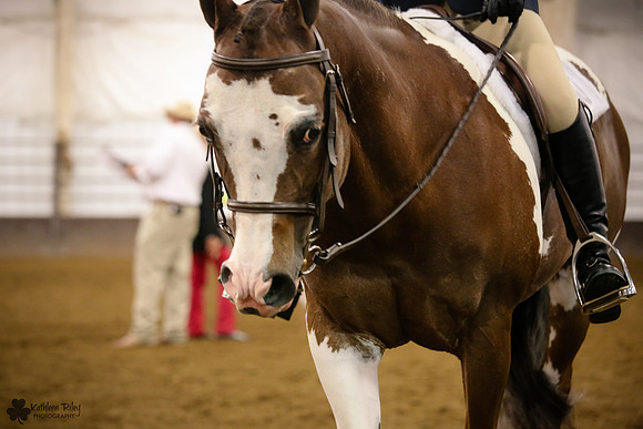 Horse Show Photographer