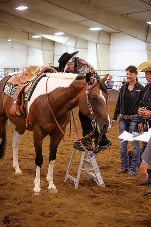 Horse Show Photographer
