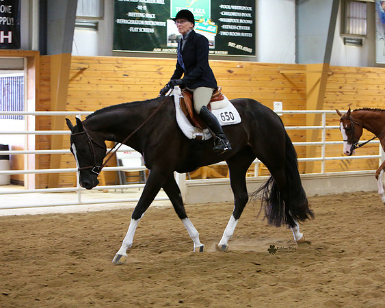 Horse Show Photographer