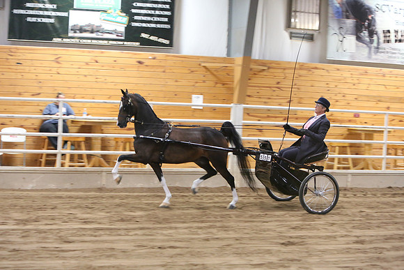 Horse Show Photographer