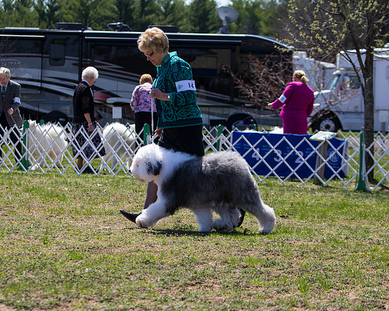 Old English sheepdog