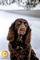 2020-01-24 Boykin Spaniels Edited - Carlson