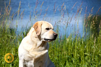 2020-05 Northern Lights Labradors