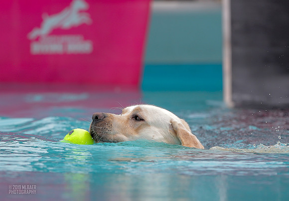 Hitch the Labrador Dock Diving - Copyright Mark Baer