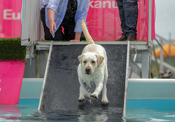 Hitch the Labrador Dock Diving - Copyright Mark Baer