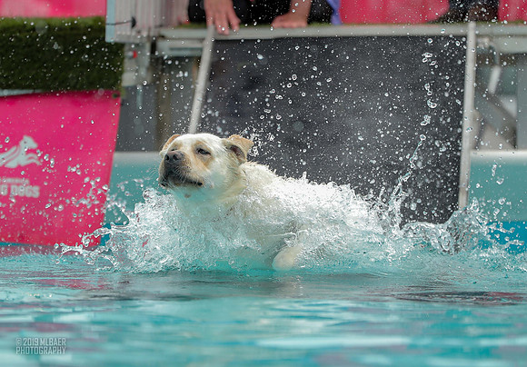 Hitch the Labrador Dock Diving - Copyright Mark Baer