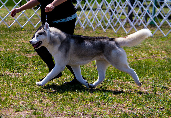 Siberian Husky