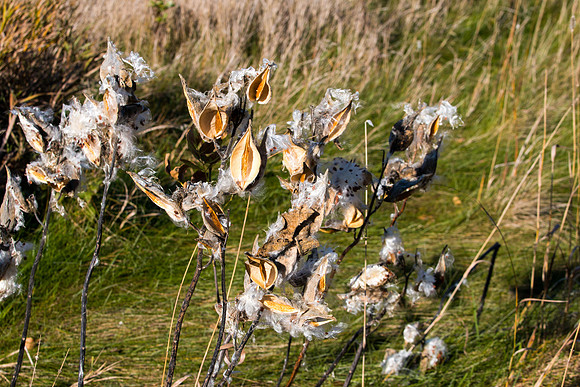 Long Lake Minnesota Milkweed