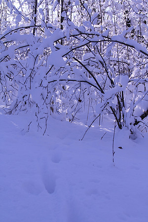 Minnesota Winter