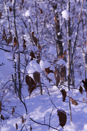 Minnesota Winter