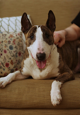 Ginger the Bull Terrier