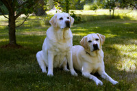 2020-06-30 UNEDITED PROOFS Loyal Oaks Labradors
