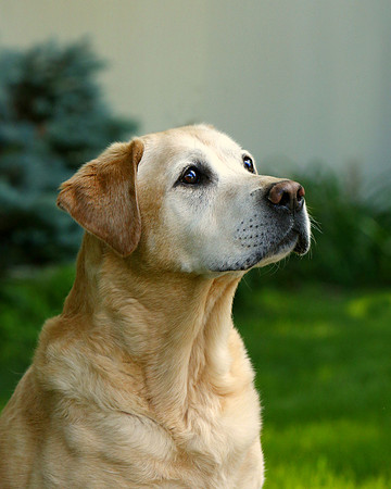 Cody the Labrador 13.0