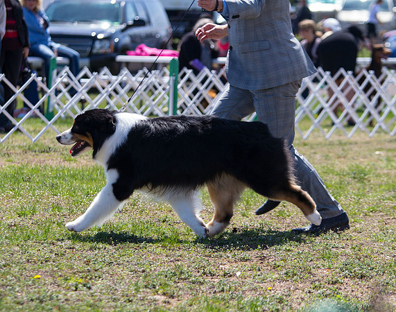 Australian shepherd