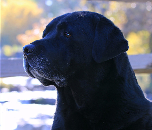 BISS CH/UCH Owling's One Tough Hombre, RN, RA, BN, CGC - "Bandit"