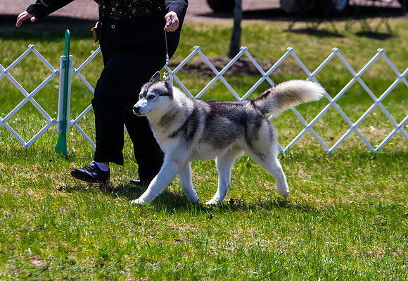 Siberian Husky