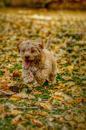 2020-KathleenRileyPhotography-Francine-Running