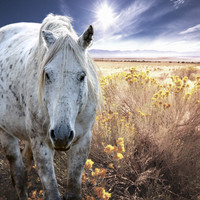 2021 Sheldon Mustang Stallion Gray