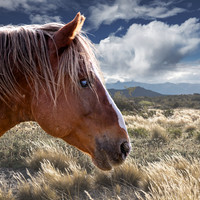 2021 Sheldon Mustang Stallion Blind Profile