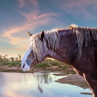 2020 Kathleen Riley Mustang Water