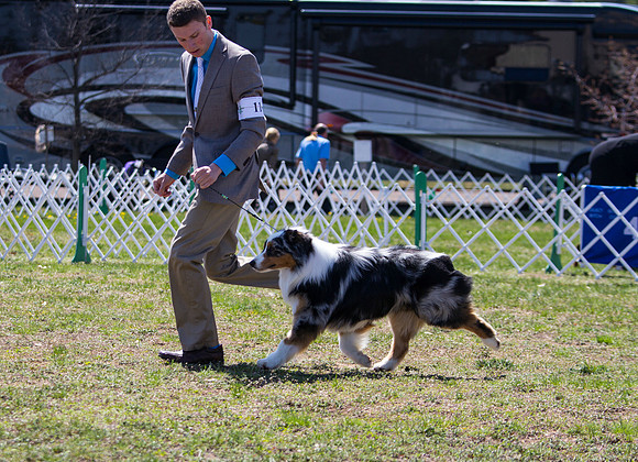 Australian shepherd