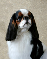 Maibee Orlando - English Toy Spaniel (B&PC)