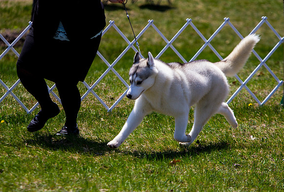 Siberian Husky
