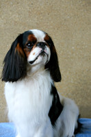 Maibee Orlando - English Toy Spaniel (B&PC)