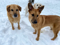 Minnow, Mick and Pudge