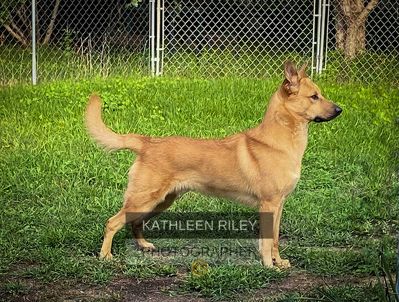 Mick - hard body young dog also tail