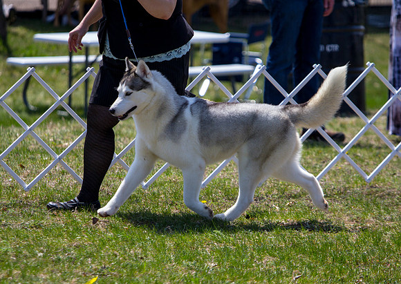 Siberian Husky