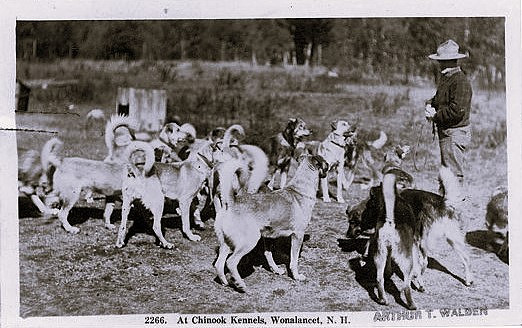 Arthur-Walden-Chinook-Kennels-Dogs