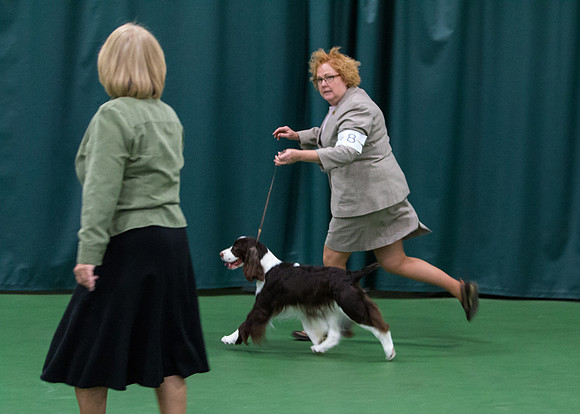 Fox Hollow Jemsong at Last - English Springer Spaniel