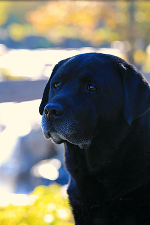 BISS CH/UCH Owling's One Tough Hombre, RN, RA, BN, CGC - "Bandit"