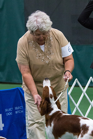Truly Faithful Celtic Irish Amira - Irish Red and White Setter