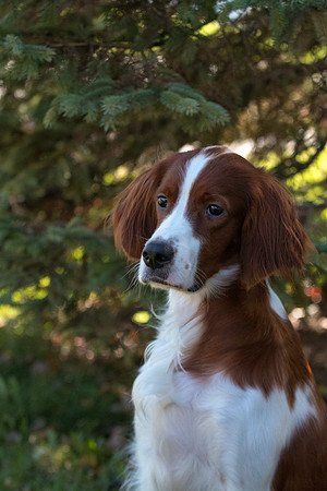 Truly Faithful Celtic Irish Amira - Irish Red and White Setter