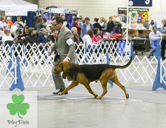 Breed: BloodhoundName: GCH Citations First And Foremost