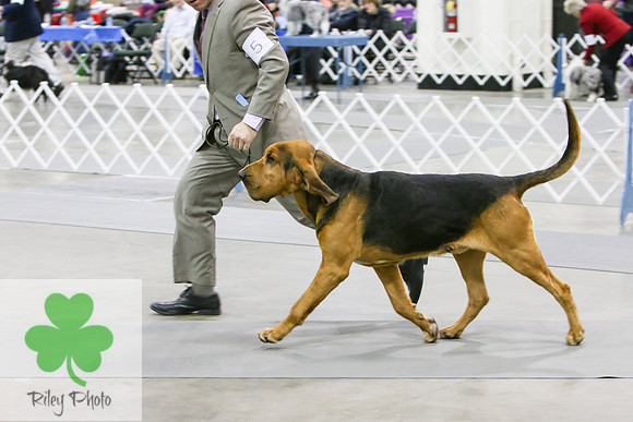 Breed: BloodhoundName: GCH Citations First And Foremost