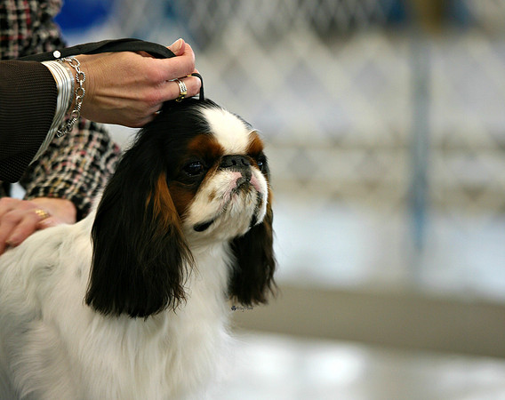 Maibee Orlando - English Toy Spaniel (B&PC)