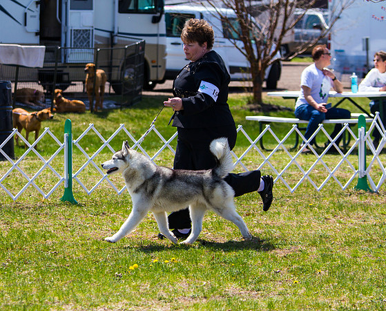 Siberian Husky