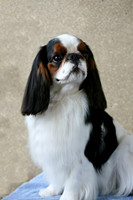 Maibee Orlando - English Toy Spaniel (B&PC)
